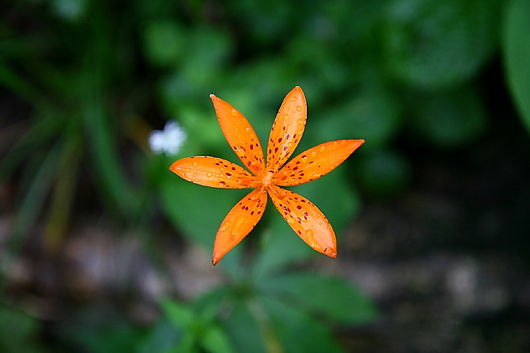 �̹����� Ŭ���ϸ� ������ ���� �� �ֽ��ϴ�.