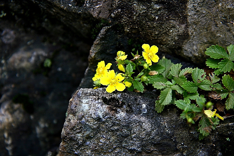 �̹����� Ŭ���ϸ� ������ ���� �� �ֽ��ϴ�.